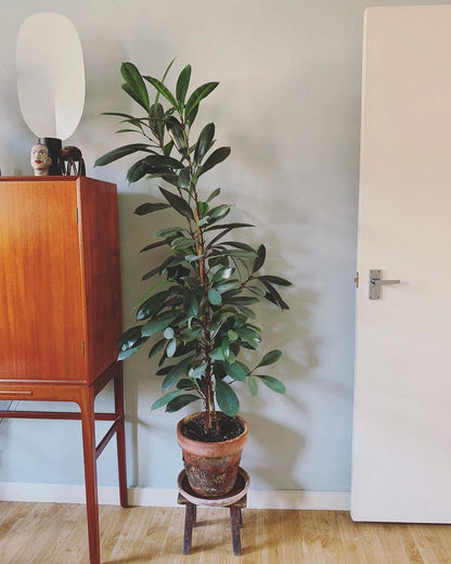 Serena Table Lamp
