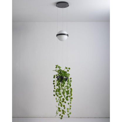 Palma Pendant Lamp